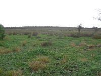 6_cleared-area1.jpg