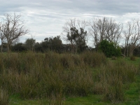 6_grass.jpg